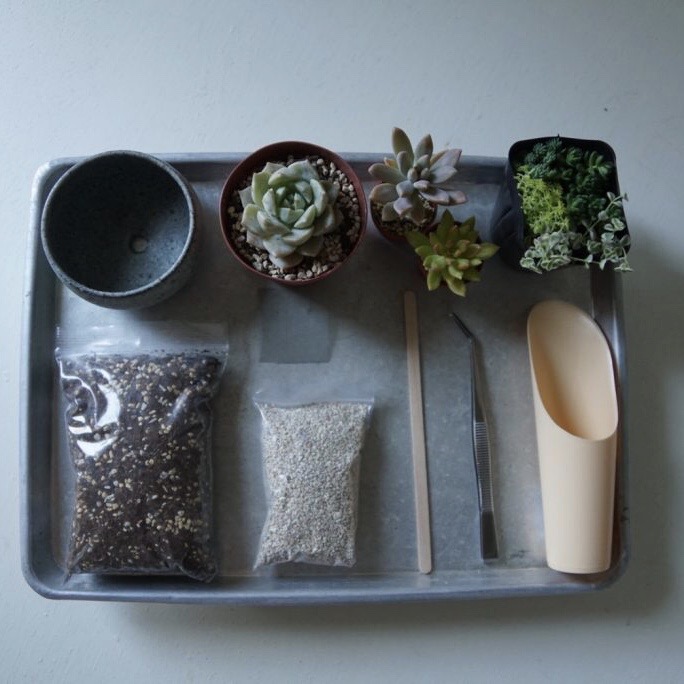 初めての「多肉植物を育ててみる」ワークショップ。夏越え編。