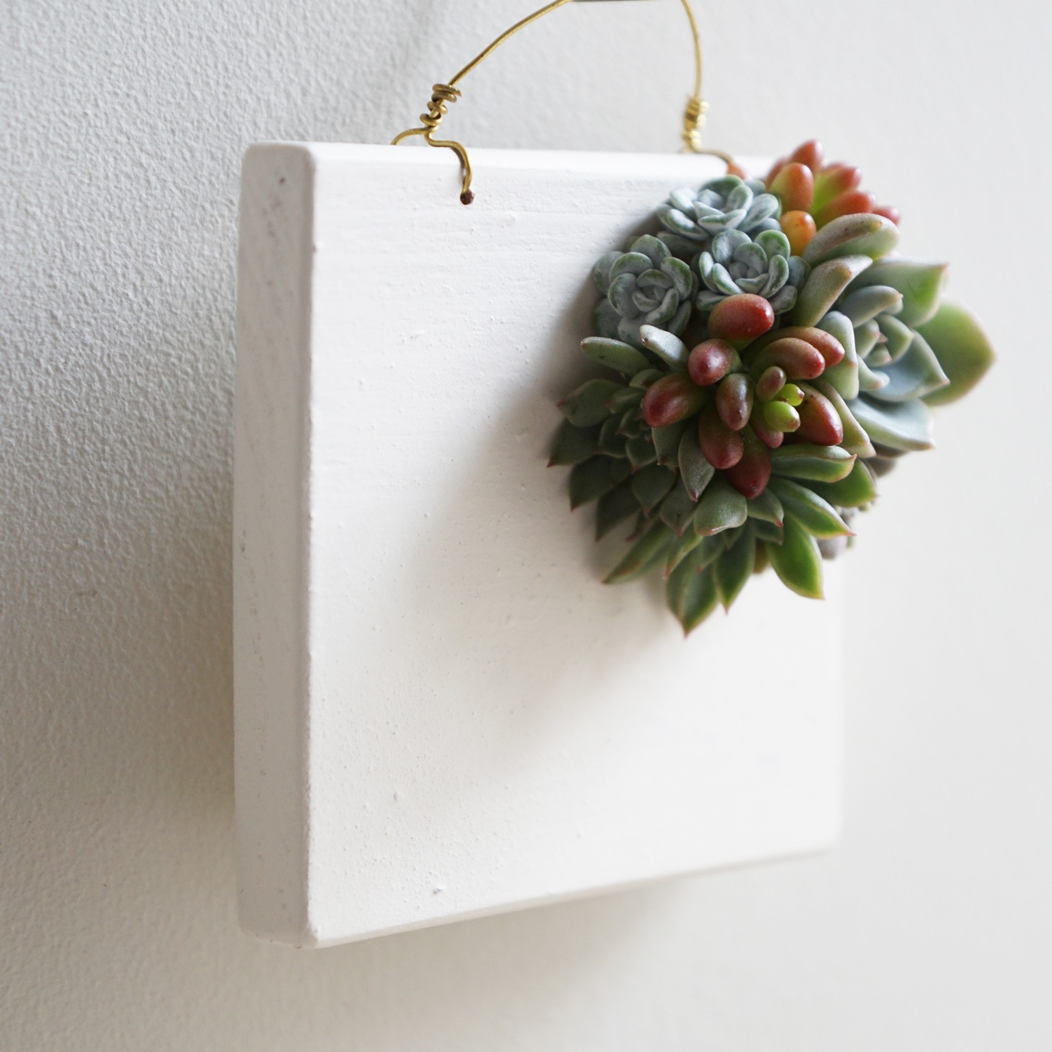 TOKIIROに学ぶ、生きて育つ多肉植物の壁掛け『タブロー』づくり。