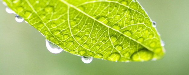 穏やかな、春の雨に