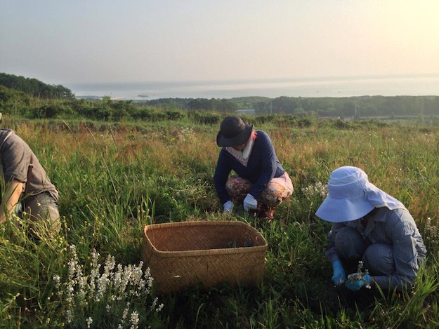 北海道でのオーガニックハーブの収穫の様子。なんか美術館で見た様な光景。