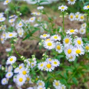 植物もたくさんいます！いっぱい自然に触れてください。