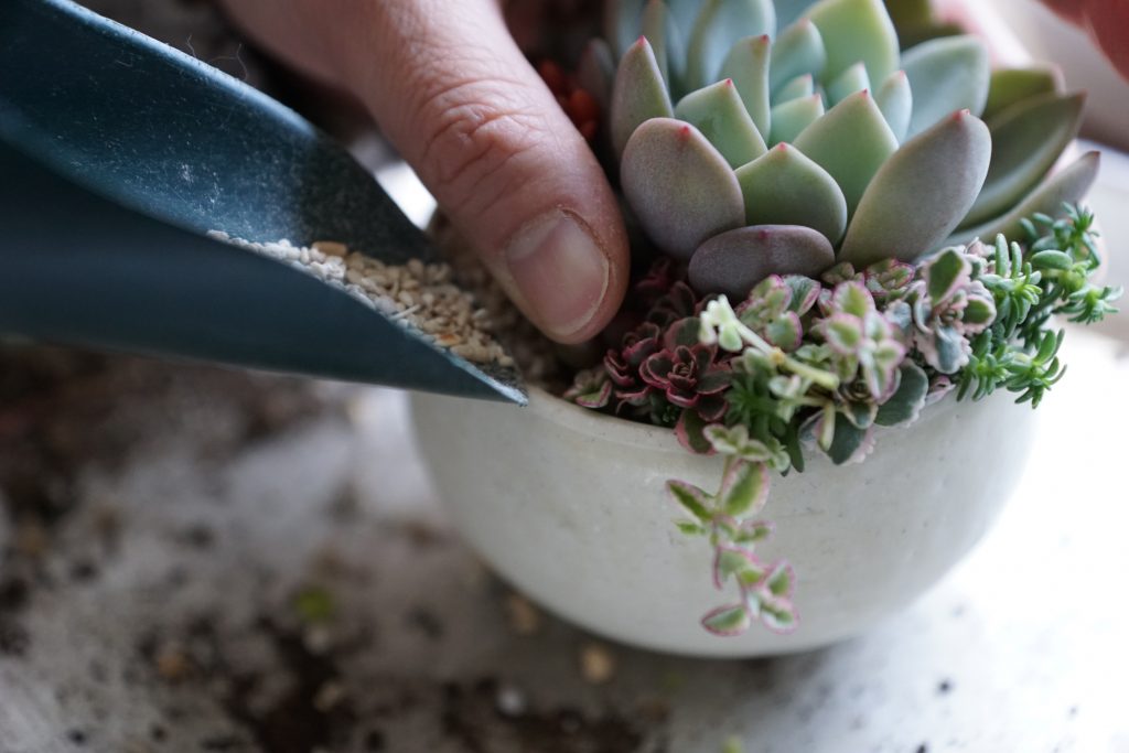 「季（とき）を感じ育てる。TOKIIROにならう多肉植物のある暮らし、夏と冬。」のアイキャッチ画像