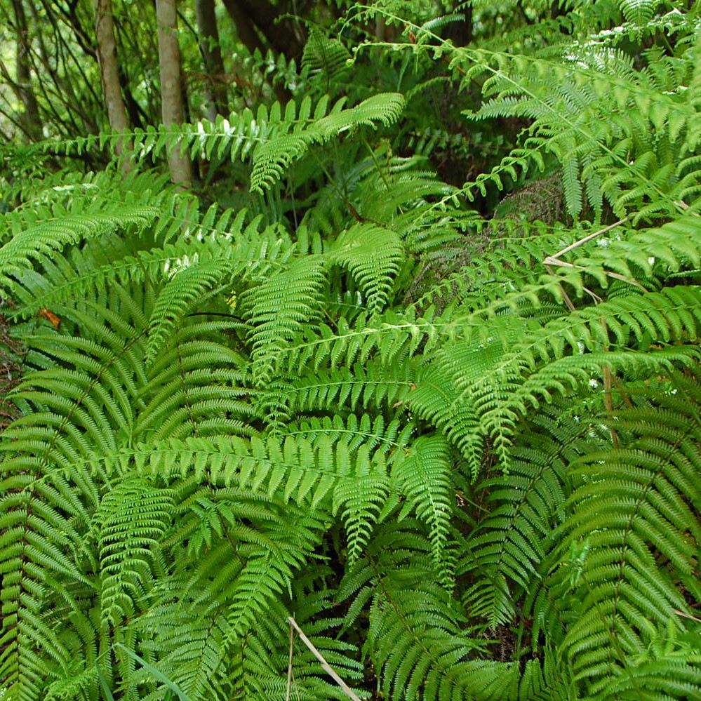 スワッグの素材④《シダ》森には様々な種類のシダ植物があります。一見同じように見えるものも、良く見てみると葉の形が微妙に違い面白いのです。