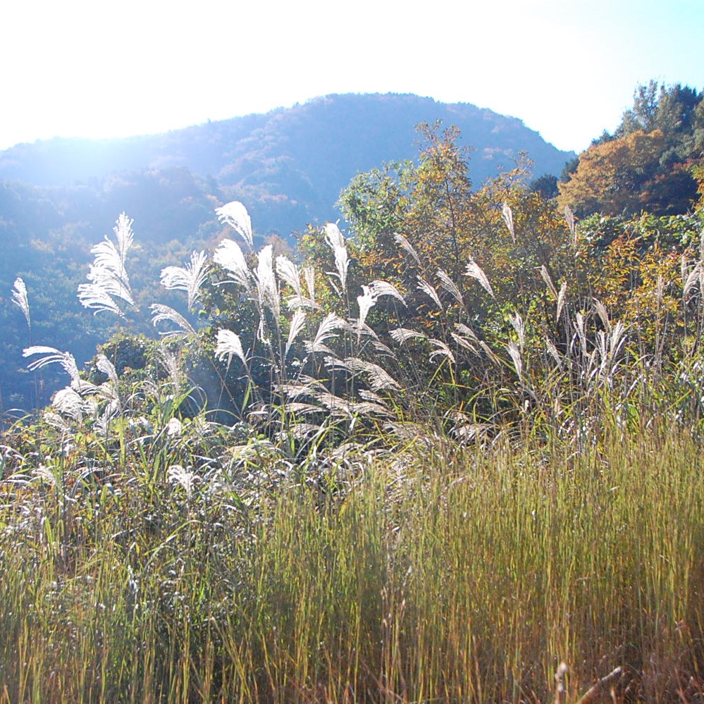 スワッグの素材③《ススキ》日本の秋の景色に欠かせないススキは、草原が森林化していく一番初めに出てくる植物。地表にしっかりと根を張り森の地盤を固めてくれます。