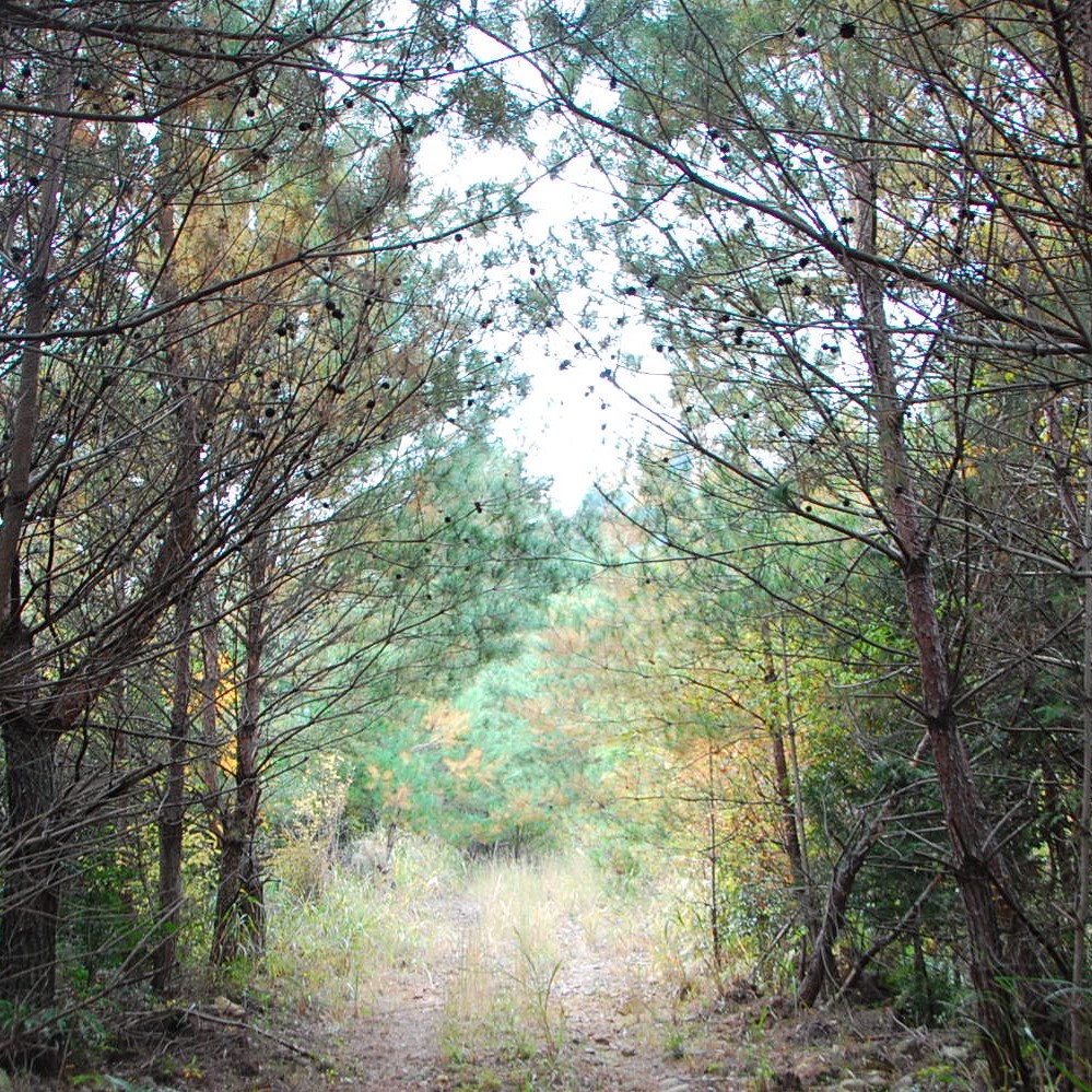 スワッグの素材⑧《マツボックリ》六月八日の森の林道を登っていく山の上に松林があります。そこは山の尾根筋で土が乾いているため、乾燥地に強い松が自然と生き残っていきます。ここでは一年中たくさんのマツボックリが採れます。