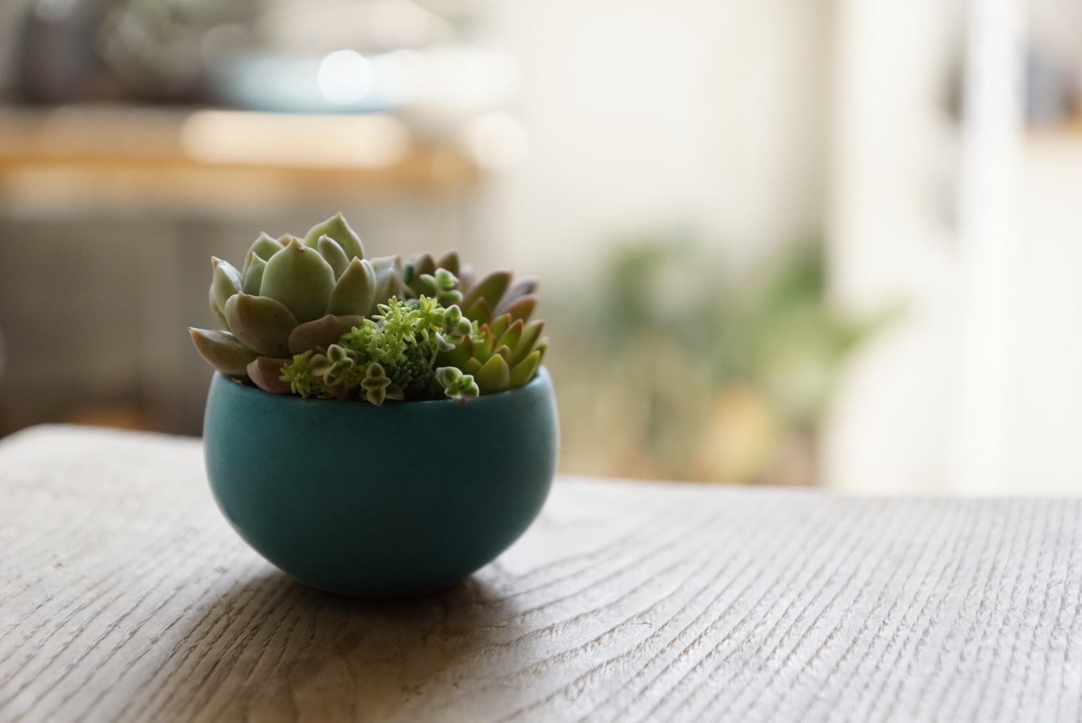 TOKIIROにならう”オンライン”多肉の寄せ植えワークショップ。 - てならい堂