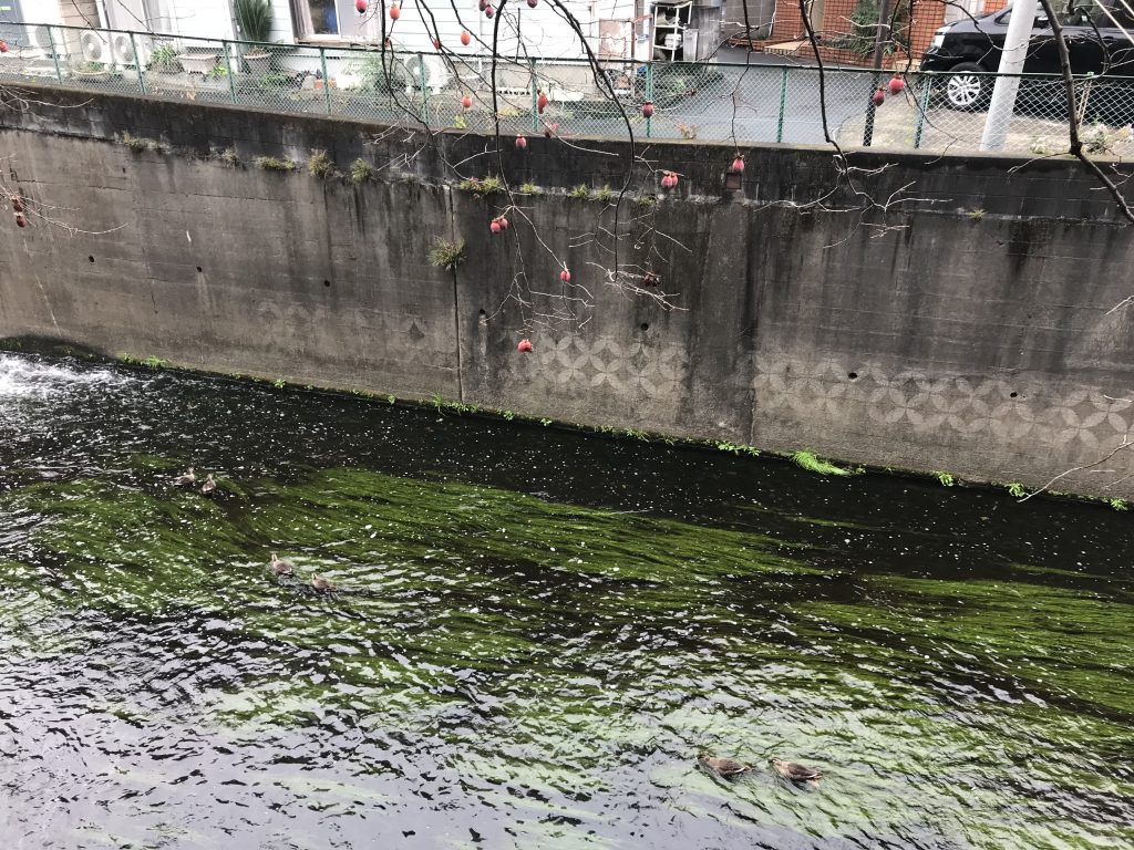 寒い小雨の妙正寺川。柿の実はもう過熟。鴨が6羽います。