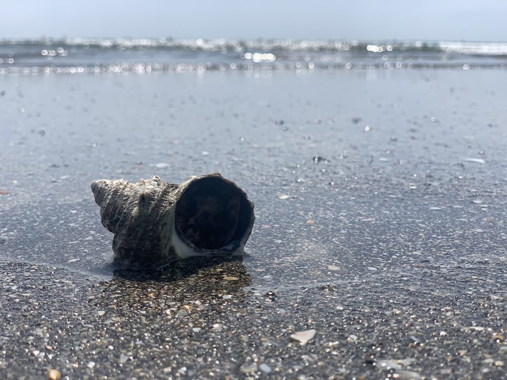 久々に貝殻を耳に当てて、海の音を聞いてみました。