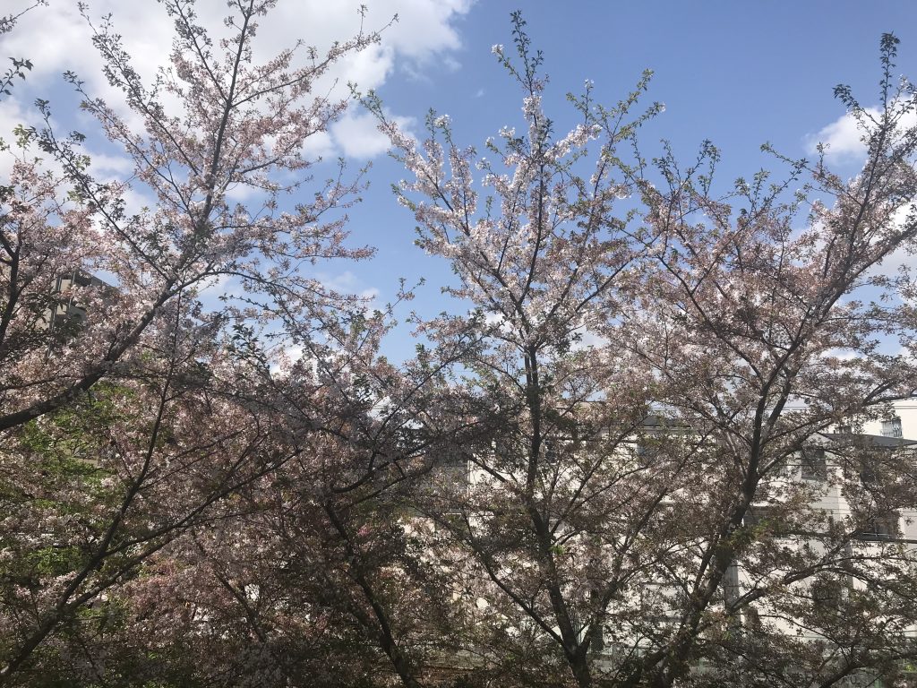 窓の目の前に桜が！