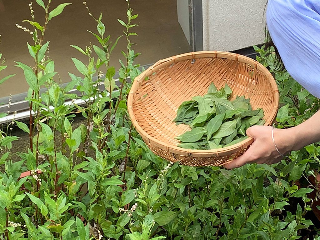 「町の染め屋が育てる、藍の生葉染めワークショップ。7月」のアイキャッチ画像