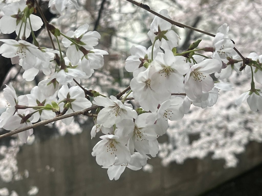 「季節の草木で染める、ストールの桜染めワークショップ。2024」のアイキャッチ画像