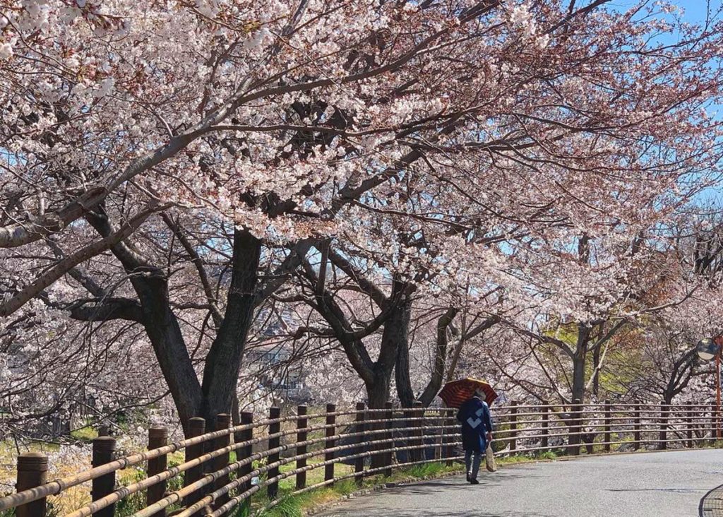 【てならい後記】季節の草木で染める、ストールの桜染め体験。4月のアイキャッチ画像