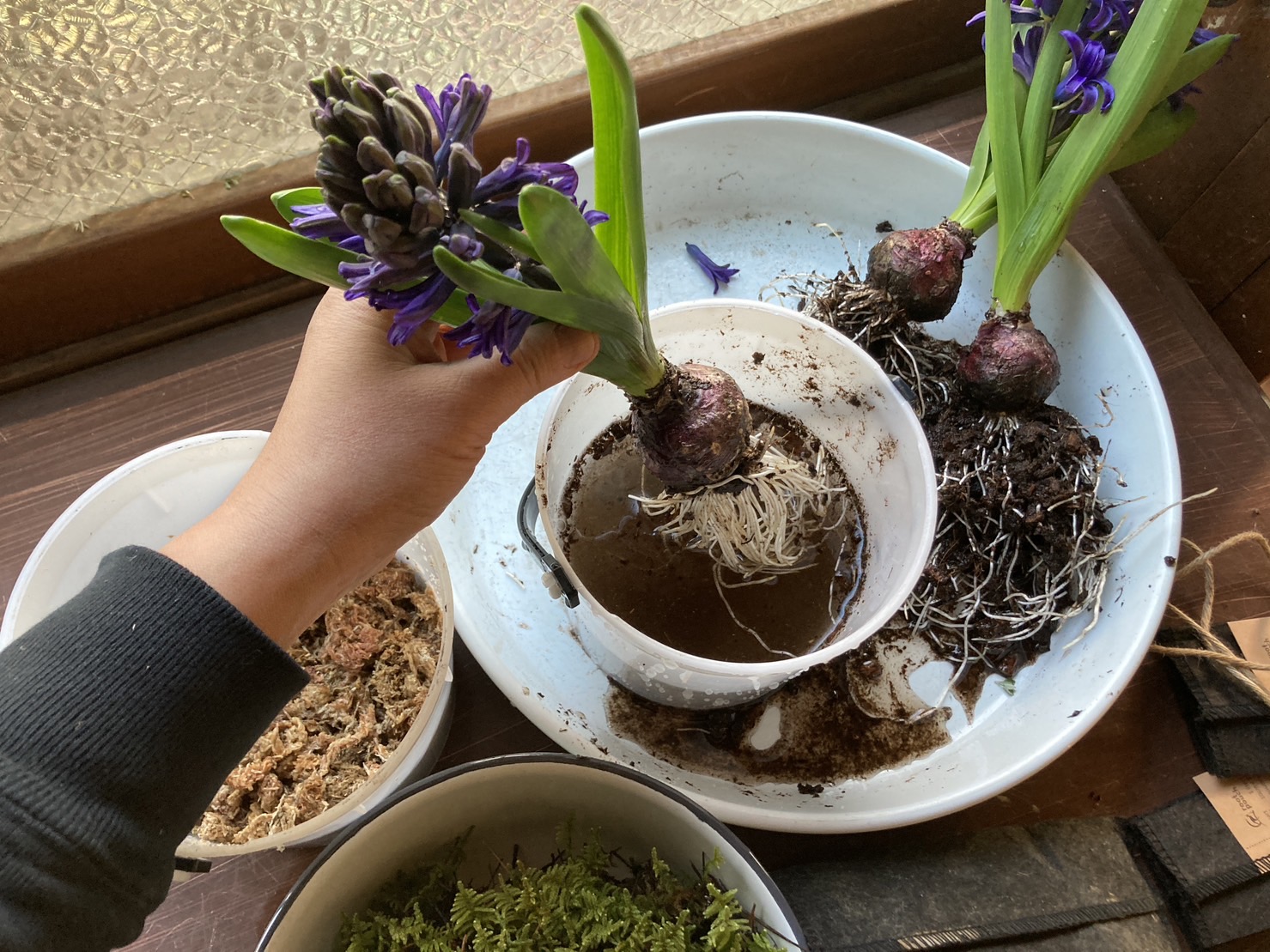 水苔（茶色）とハイゴケ（緑）の2種類を使って苔玉にしていきます。