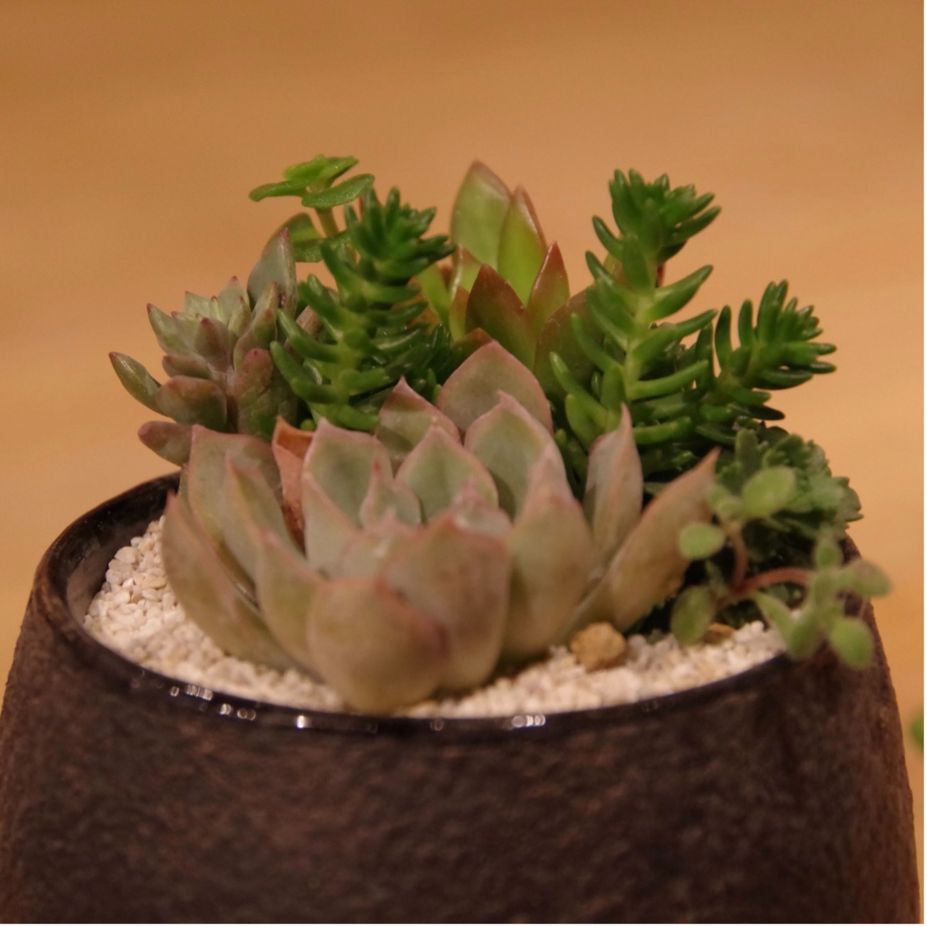 てならい後記】初めての「多肉植物を育ててみる」ワークショップ。冬 