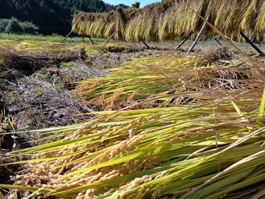 「耶馬渓の里山を味わう。樋桶の郷の販売会。2025」のアイキャッチ画像